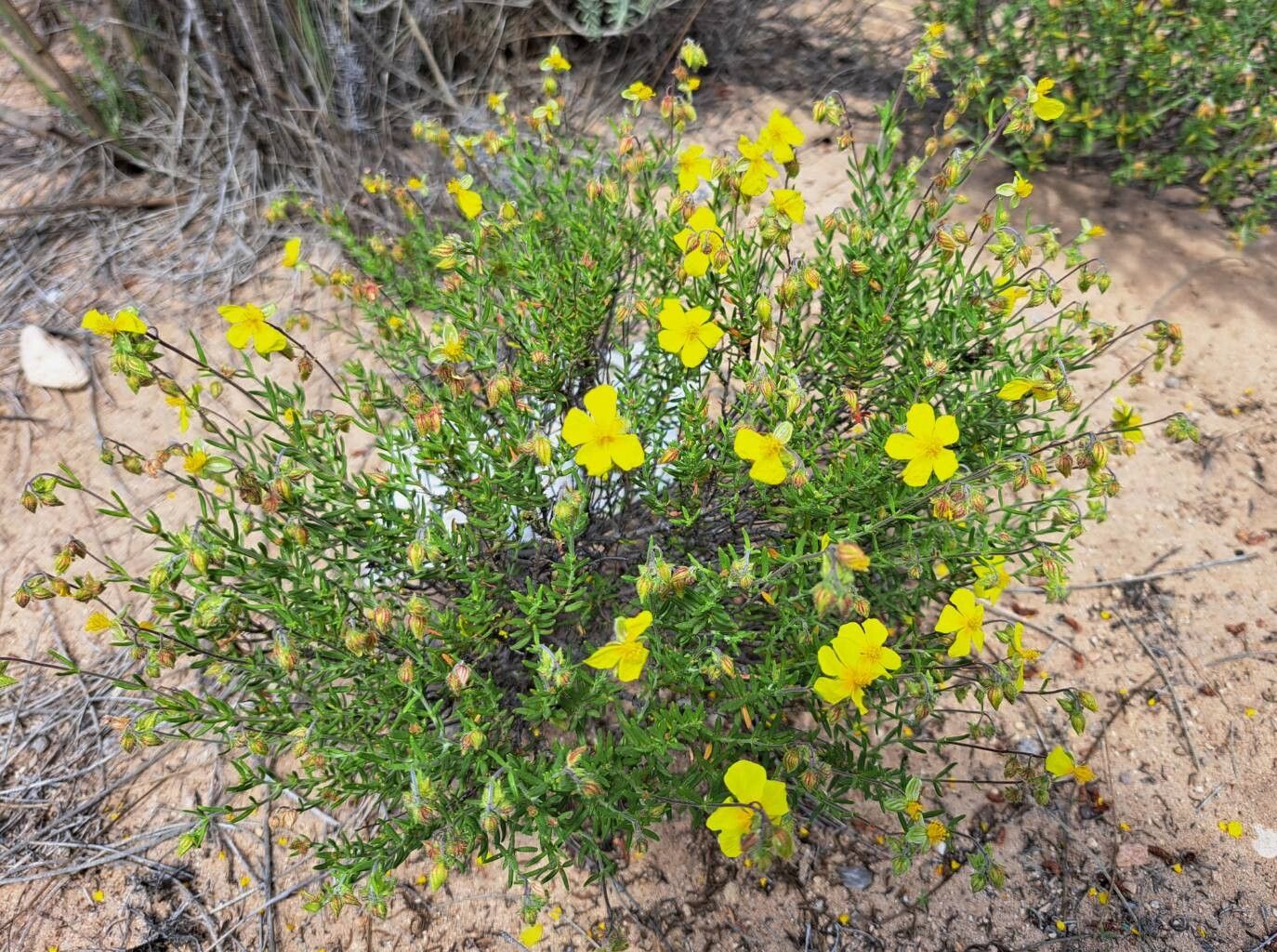 Helianthemum guerrae habit