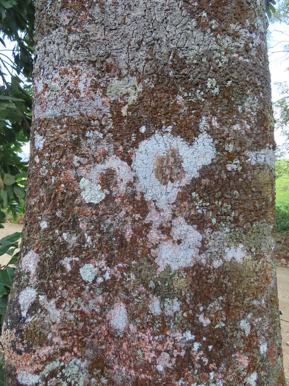 Ormosia subsimplex bark