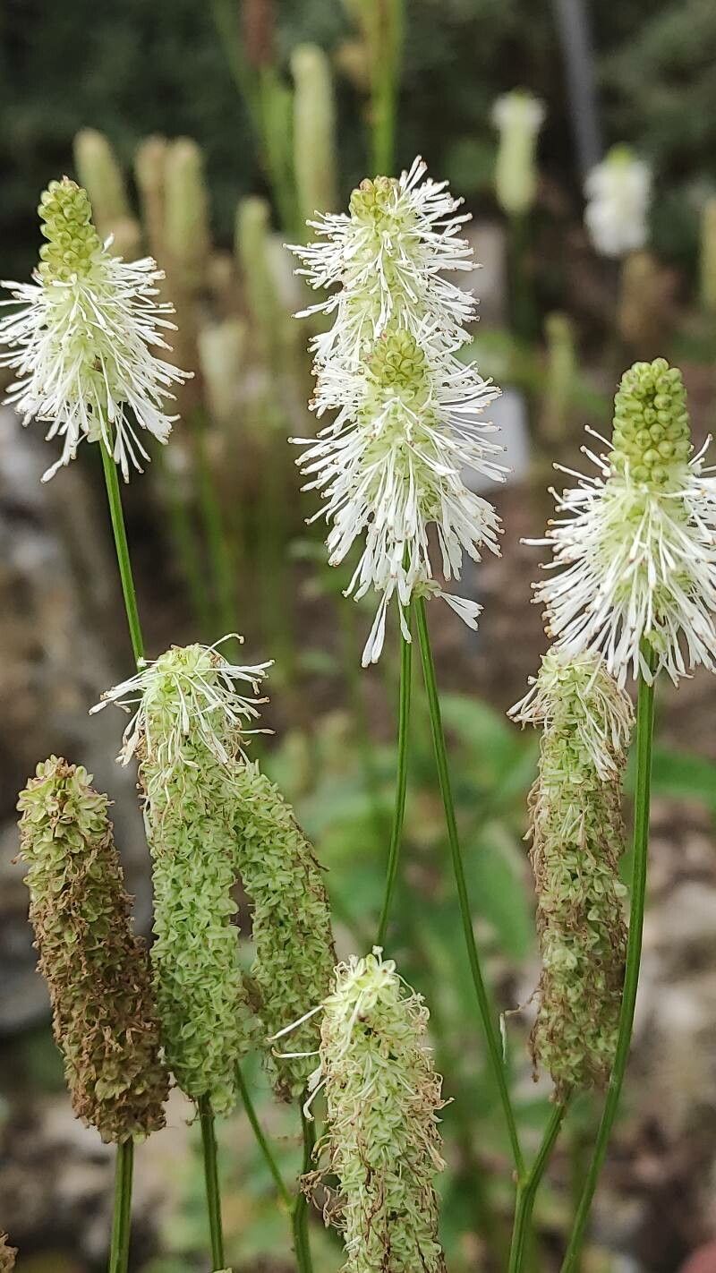 Sanguisorba canadensis flower