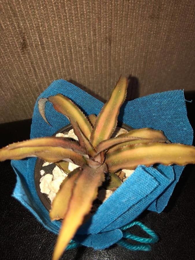 Cryptanthus fosterianus — houseplant care guide