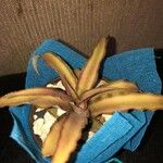 Cryptanthus fosterianus