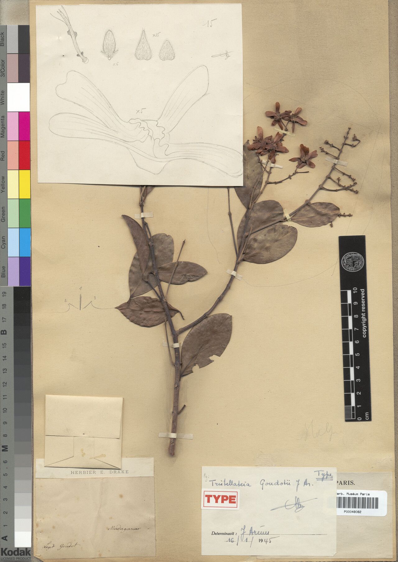 Tristellateia goudotii — related species from the same genus