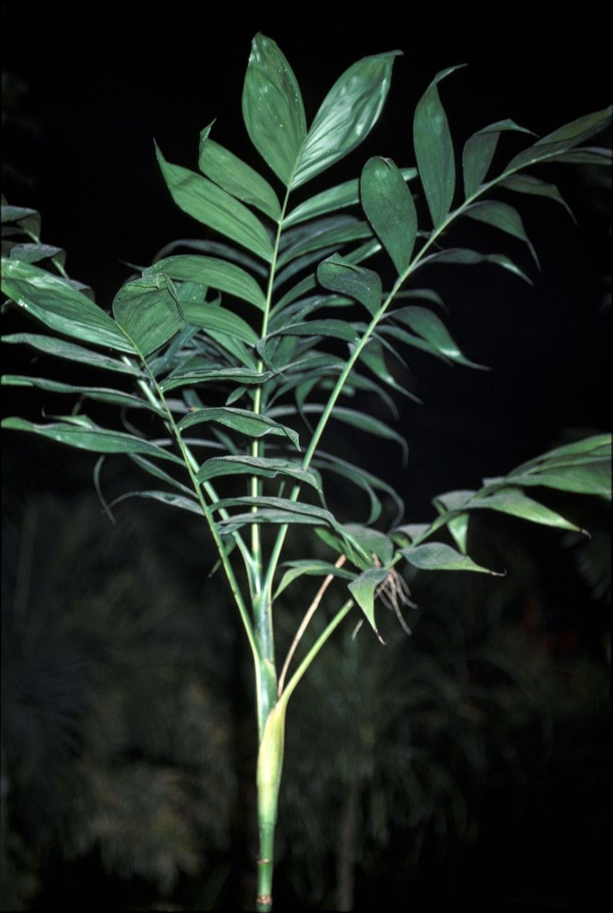 Chamaedorea elatior — search result for 'Chamaedorea'