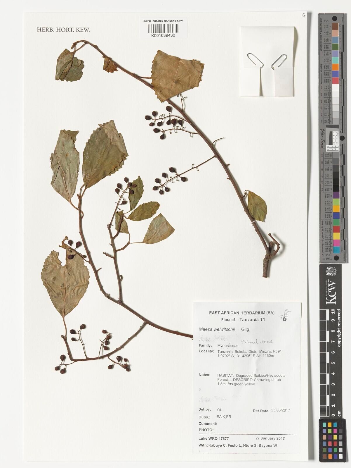 Maesa welwitschii — houseplant care guide