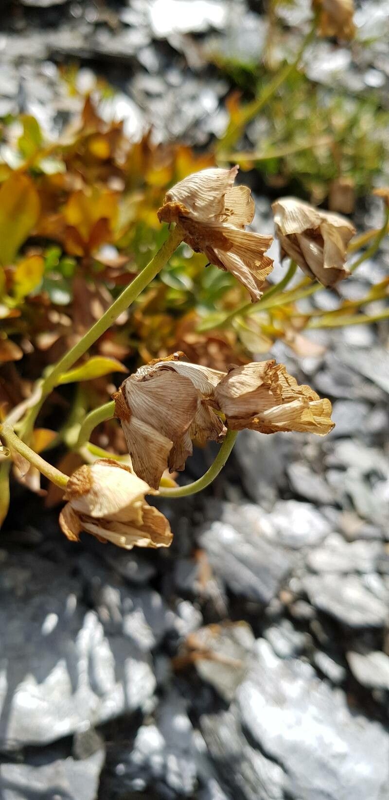 Ranunculus glacialis fruit