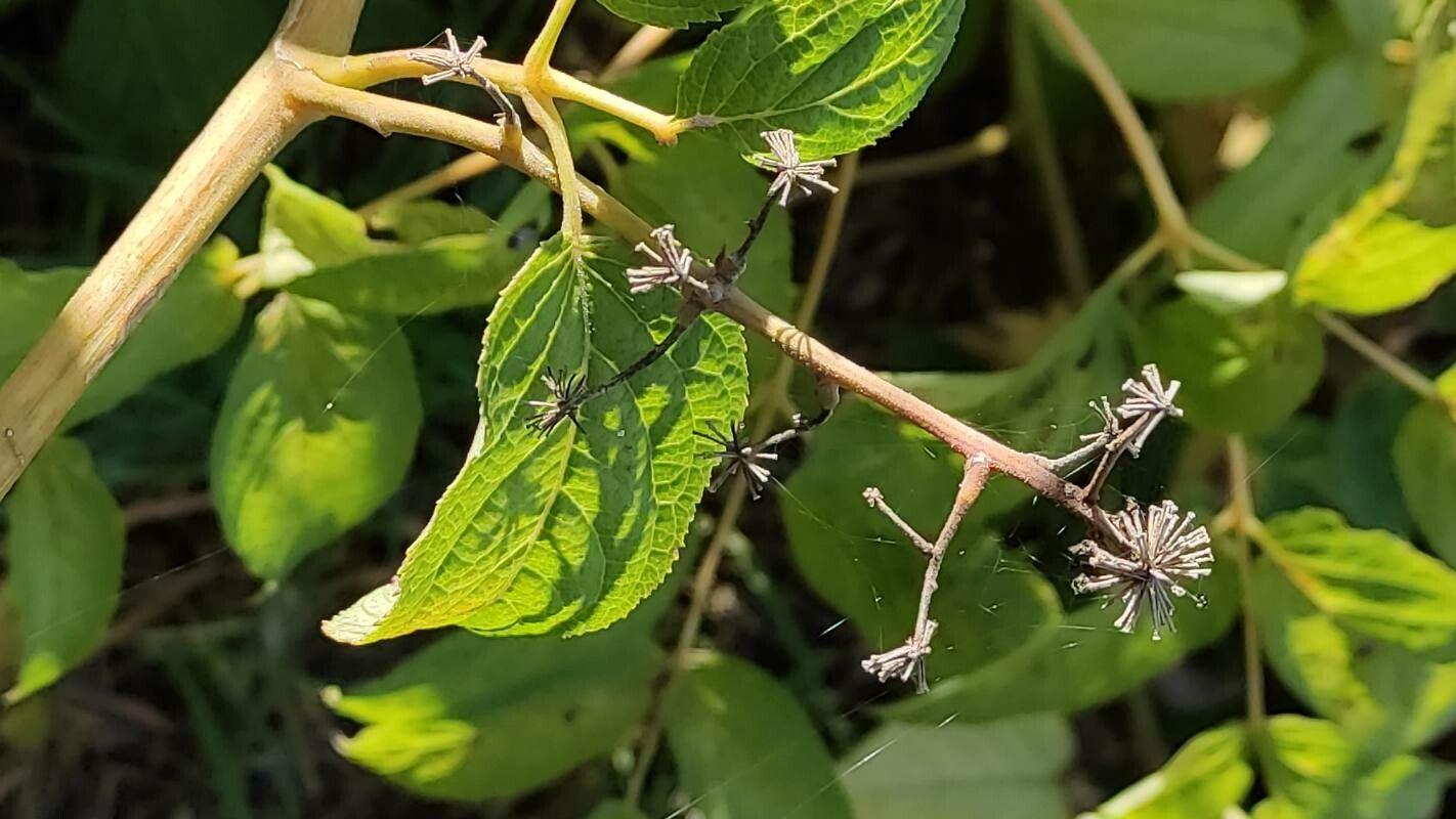 Aralia cachemirica other