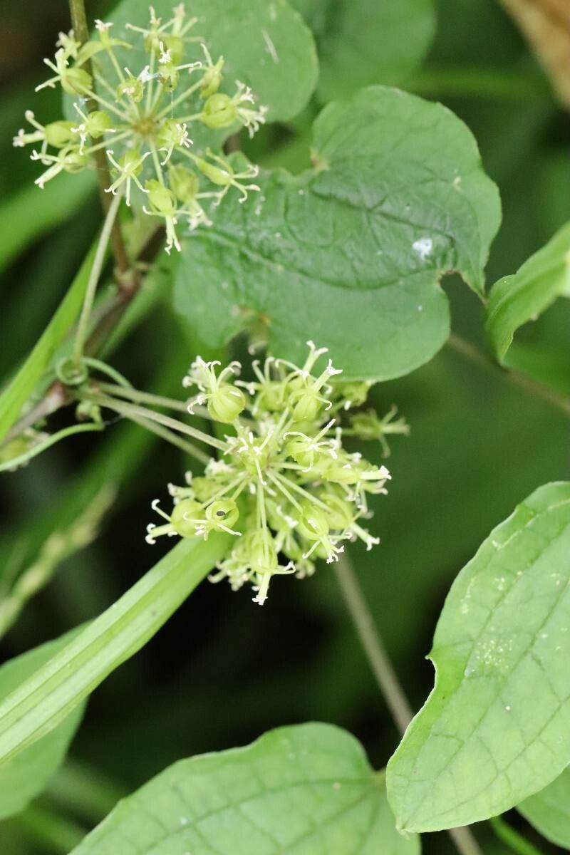 Smilax riparia — search result for 'Smilax'