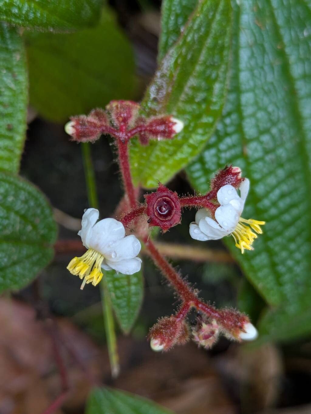 Miconia araguensis — houseplant care guide