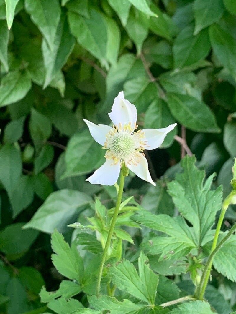 Anemone virginiana flower