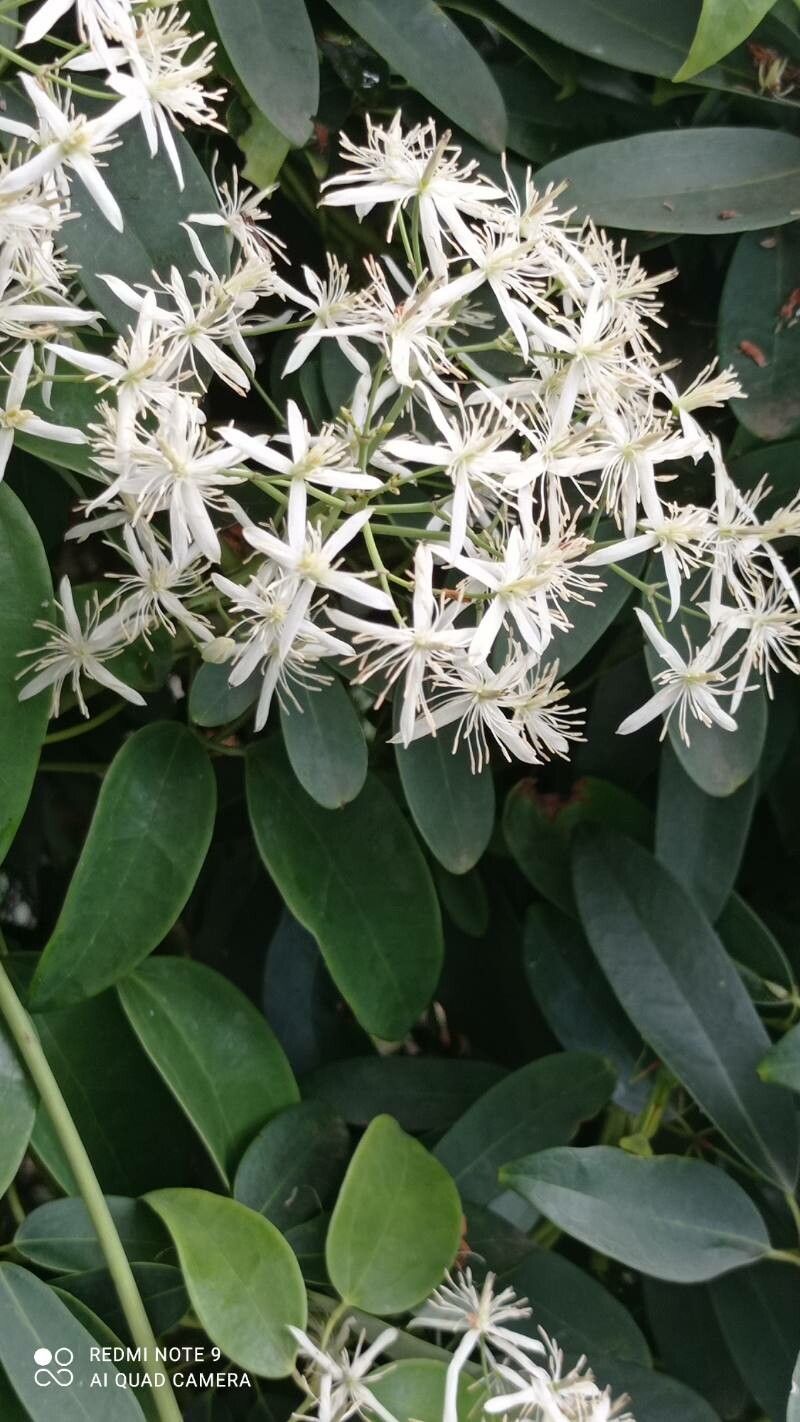 Clematis uncinata other