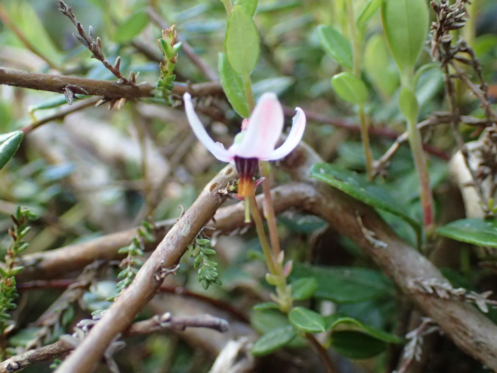 Vaccinium oxycoccos flower