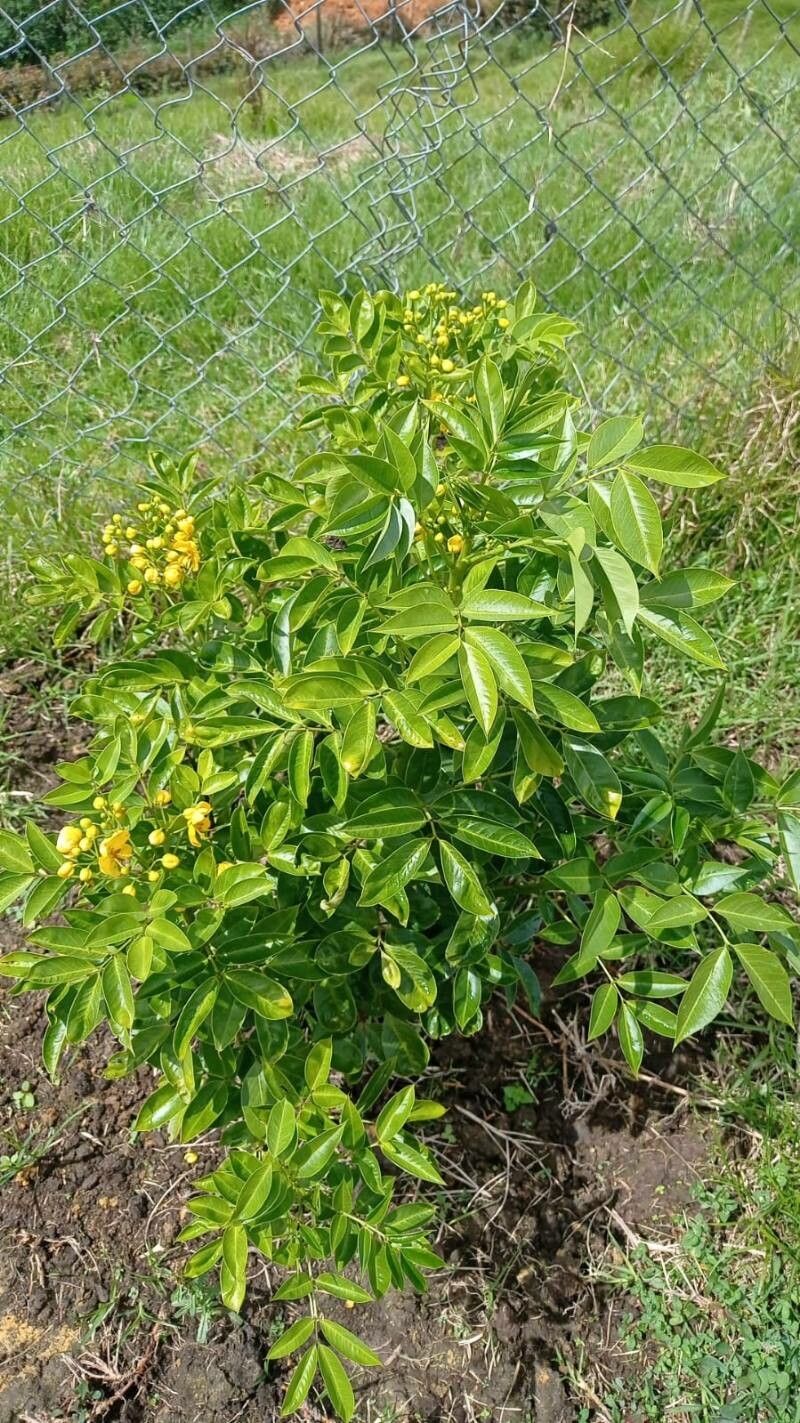 Senna pistaciifolia habit