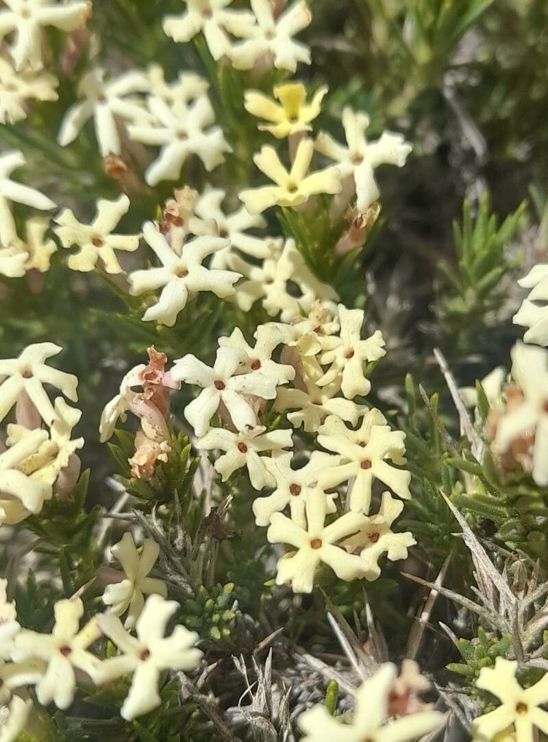 Junellia erinacea flower