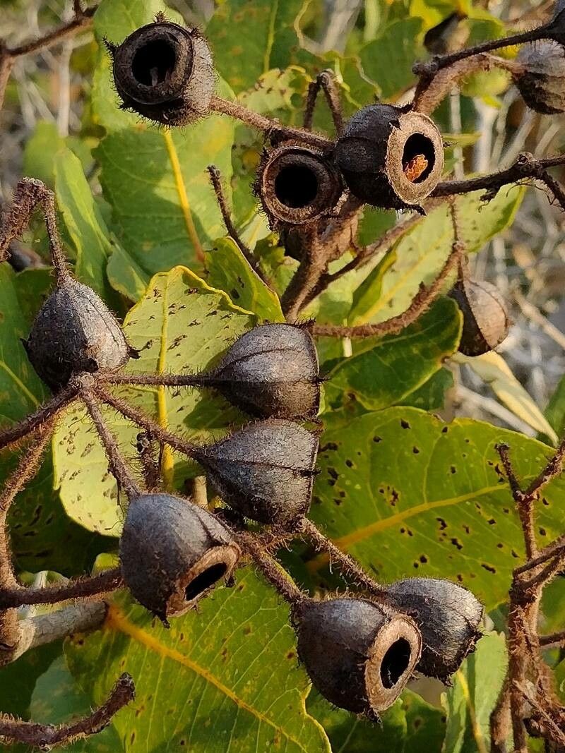 Angophora hispida fruit