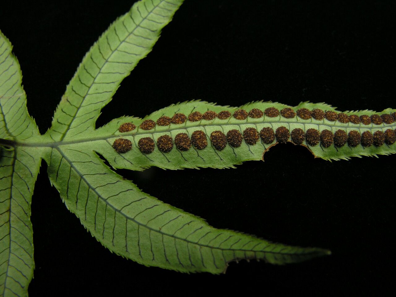 Selliguea malacodon habit