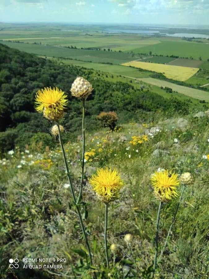 Centaurea orientalis flower