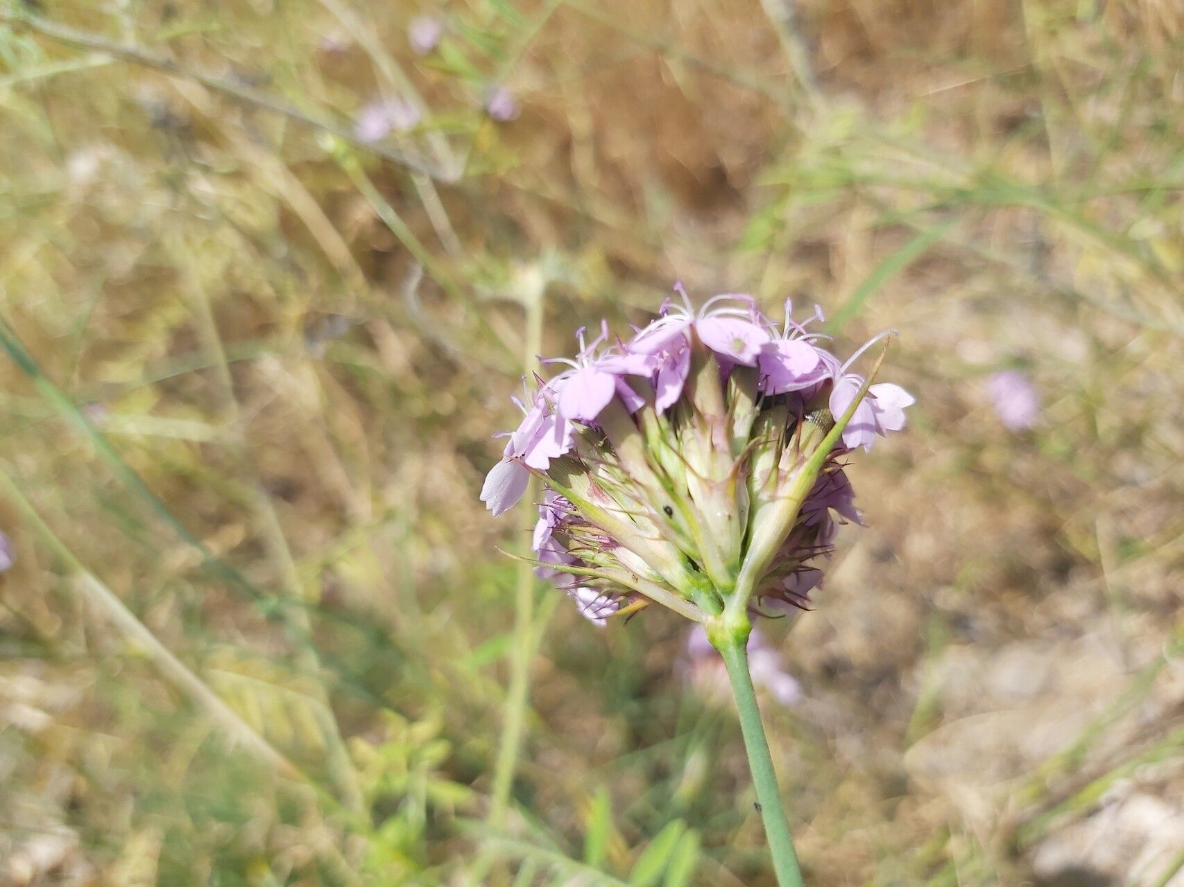 Dianthus pinifolius flower