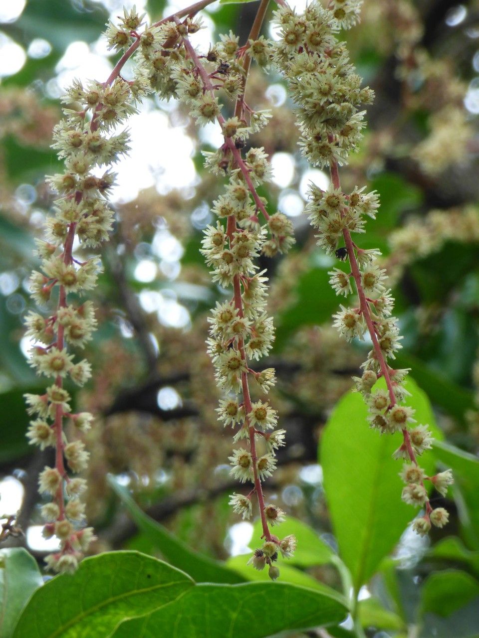 Homalium paniculatum flower