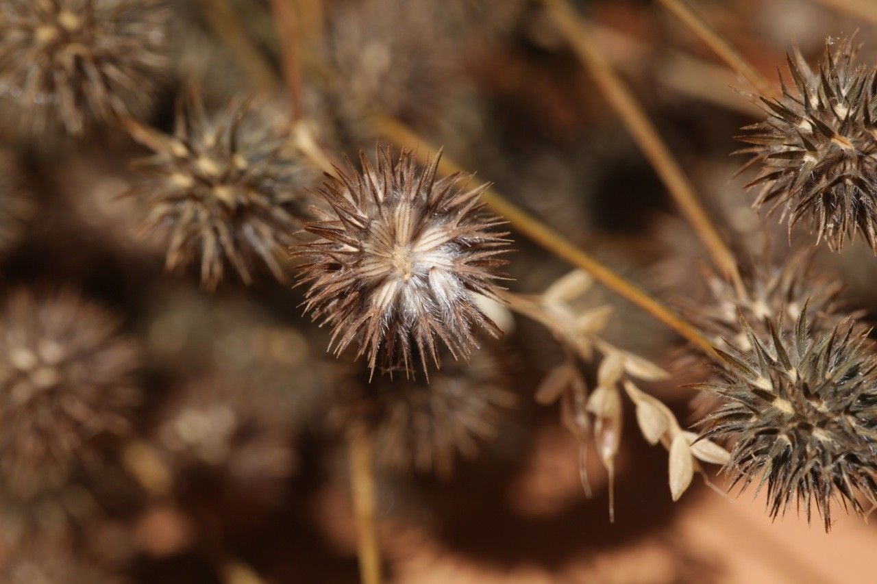 Trifolium leucanthum fruit