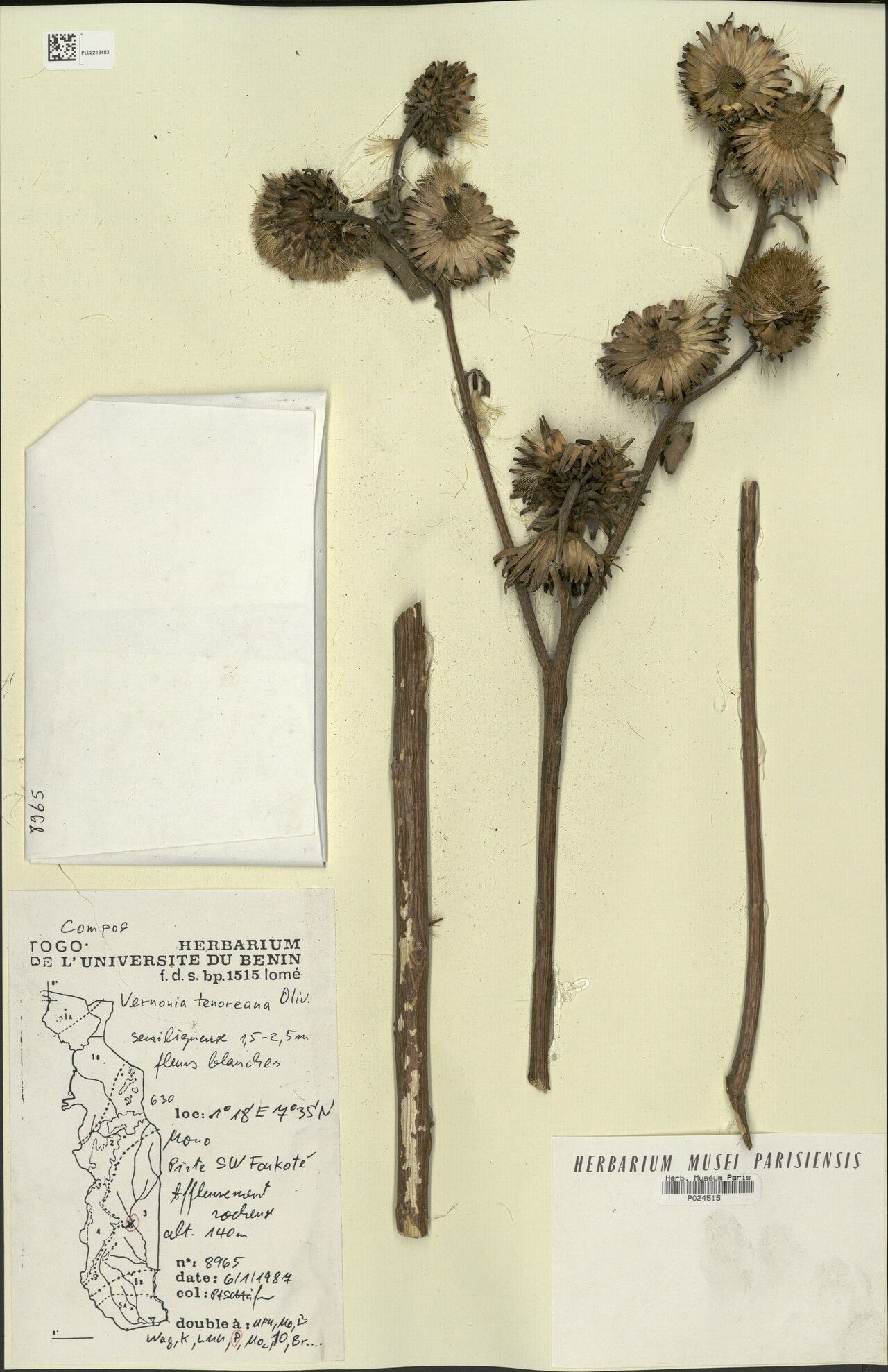 Baccharoides tenoreana — houseplant care guide