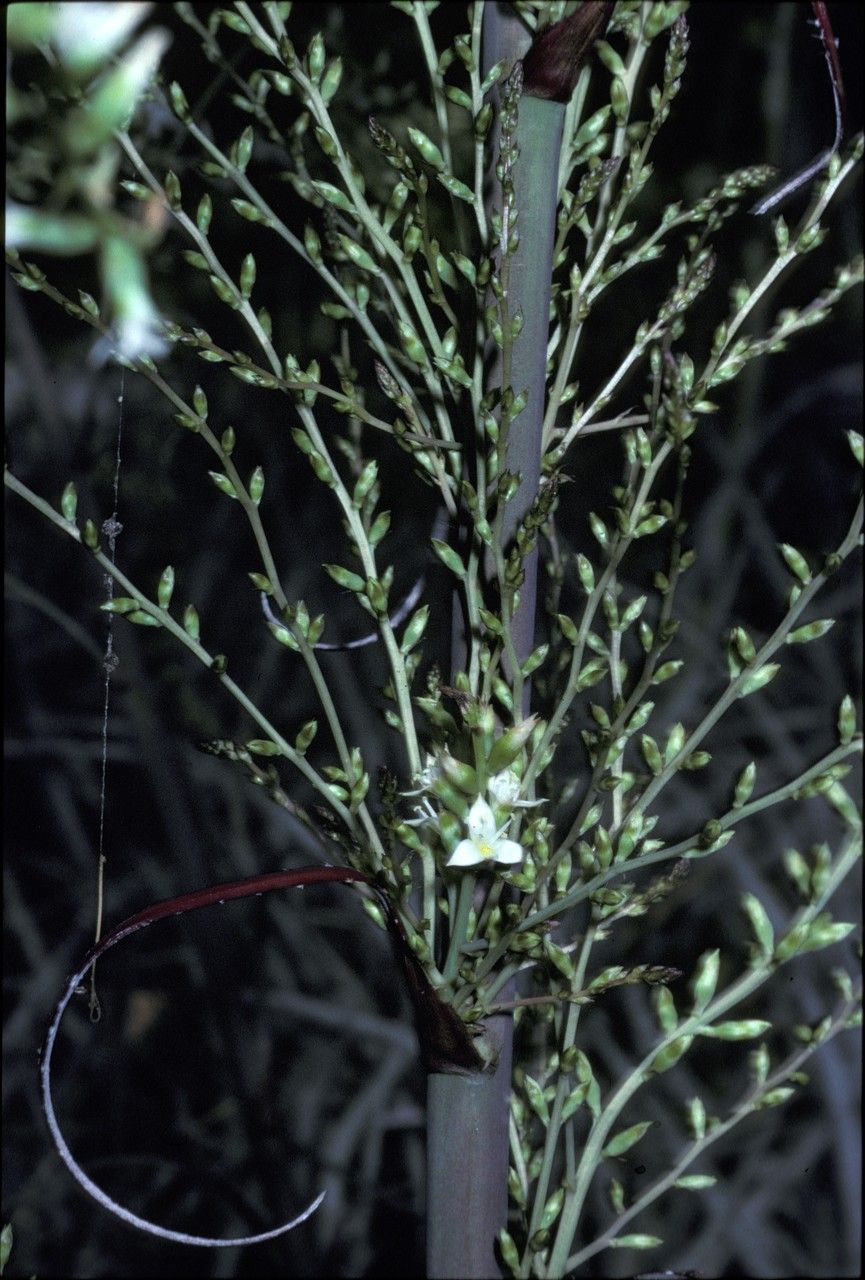 Hechtia guatemalensis — houseplant care guide