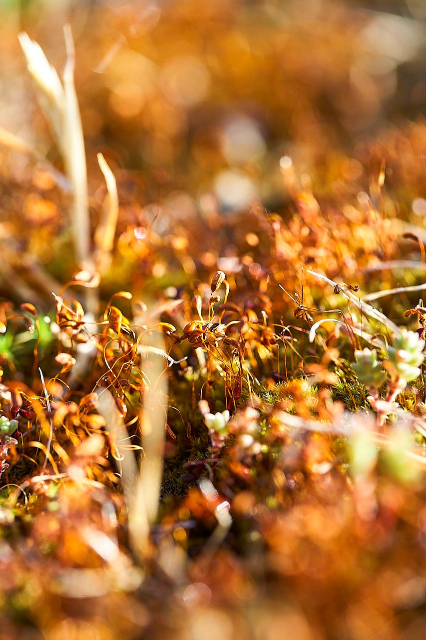 Cuscuta salina flower