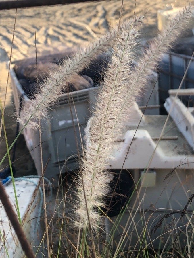 Cenchrus setaceus fruit