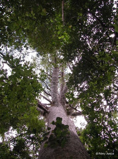 Agathis corbassonii habit