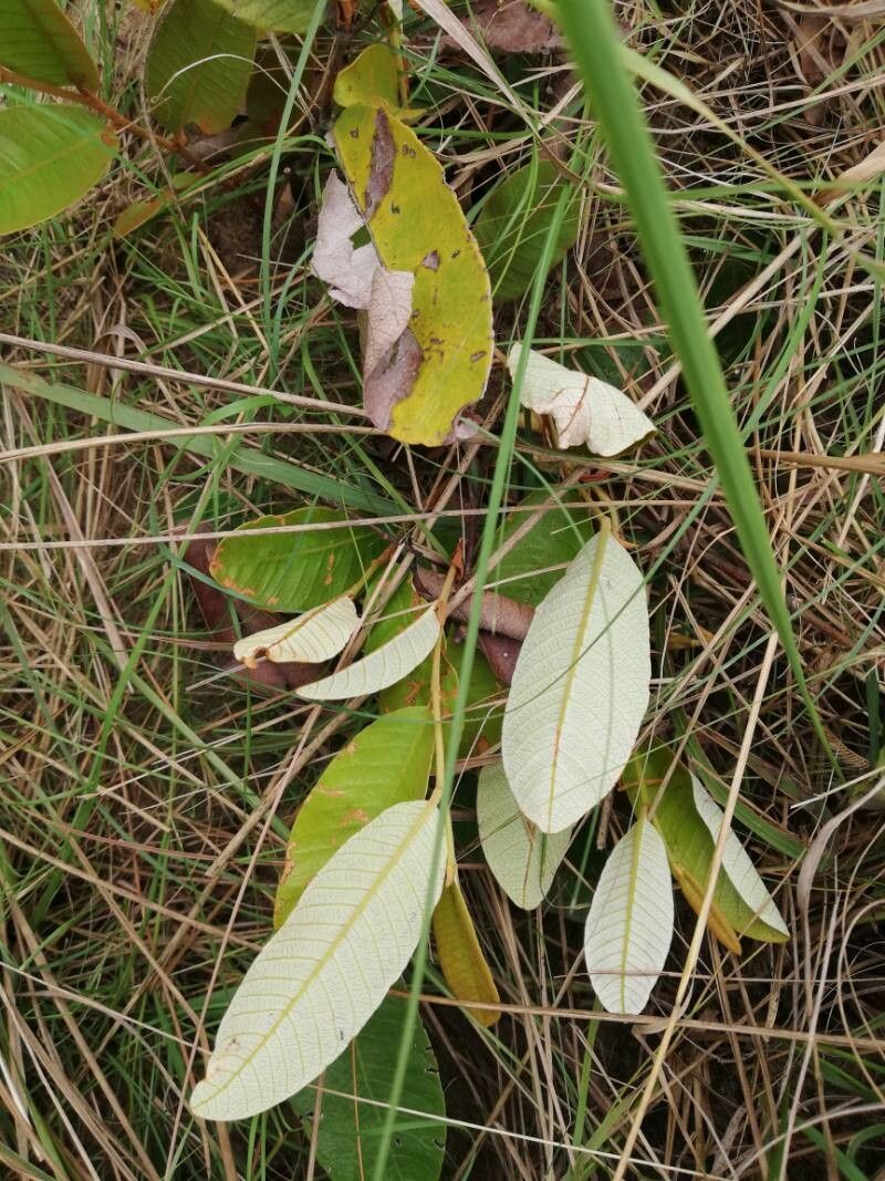 Parinari capensis leaf