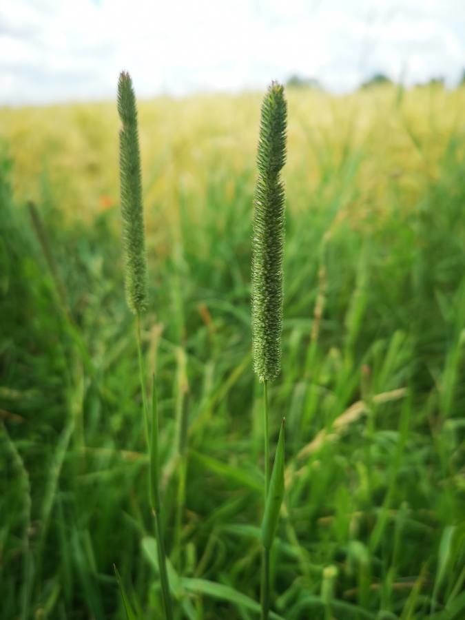 Phleum phleoides fruit