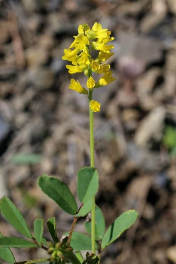 Melilotus neapolitanus flower