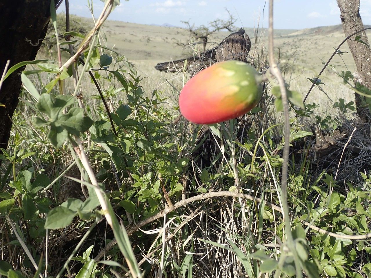 Coccinia trilobata other