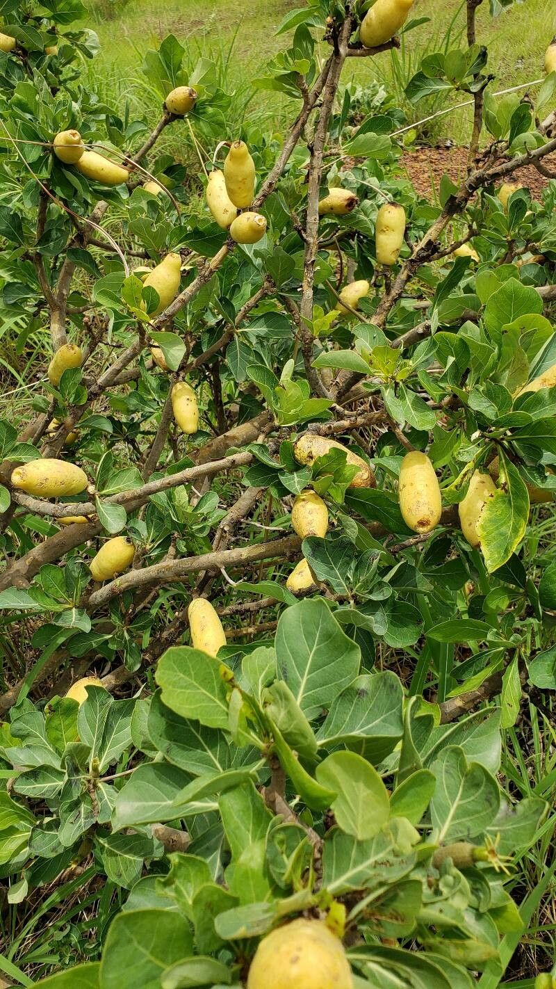 Gardenia erubescens fruit