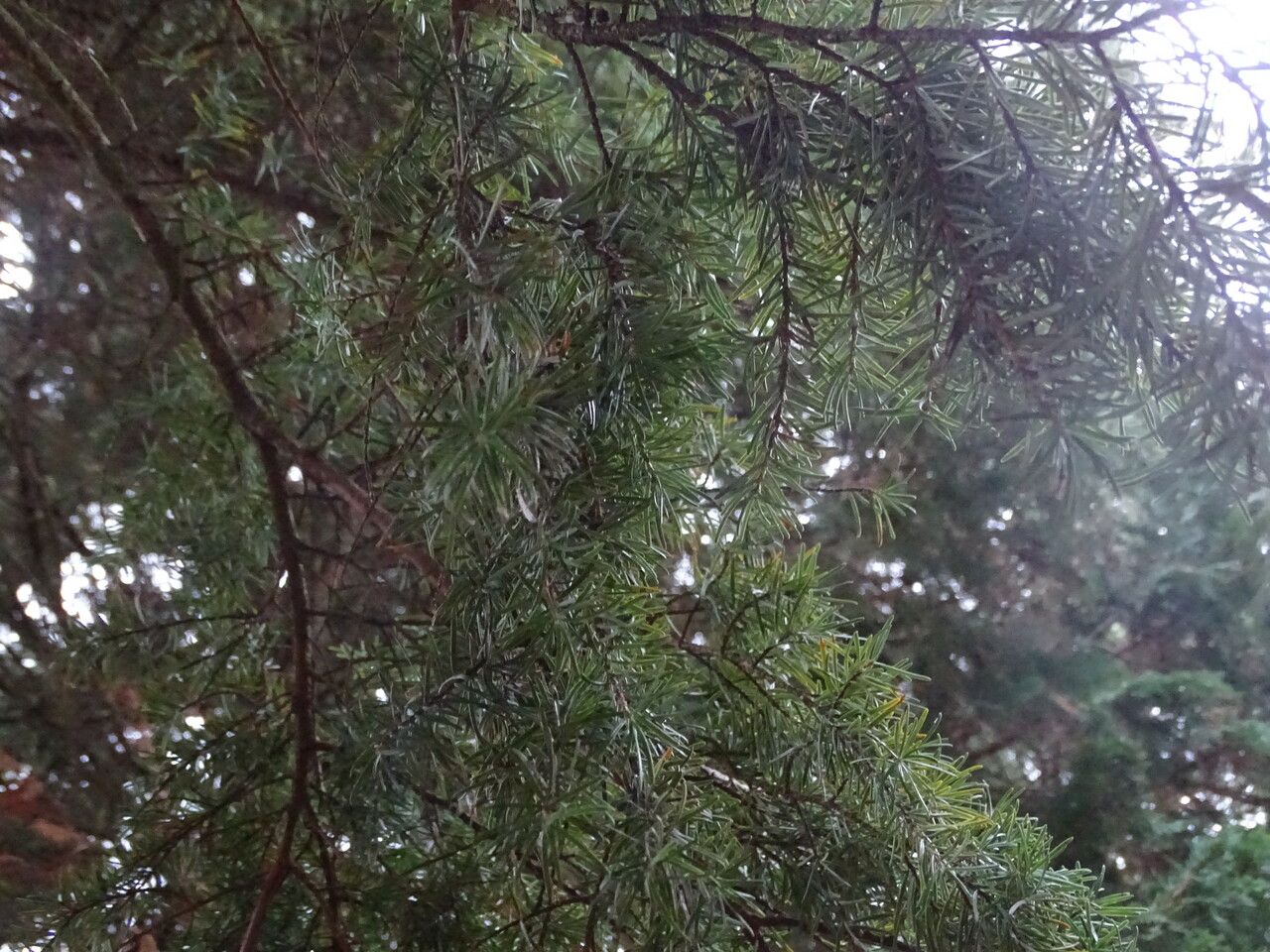 Tsuga mertensiana — cold hardy houseplant