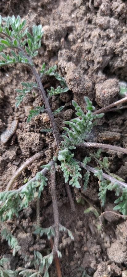 Chaenactis glabriuscula other