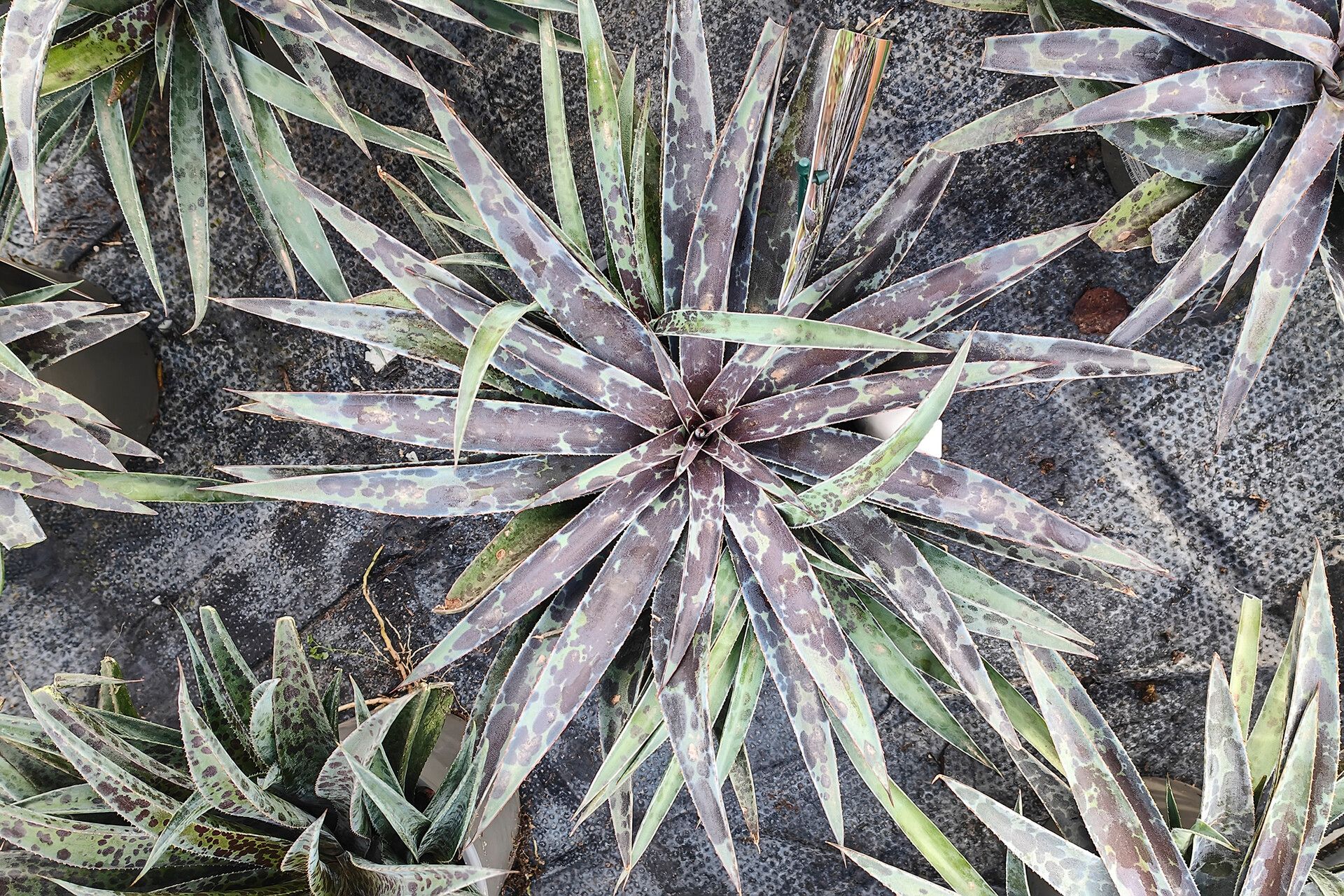 Agave pubescens habit