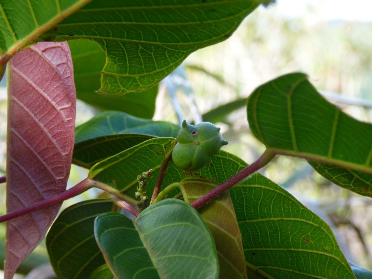 Cordemoya integrifolia fruit