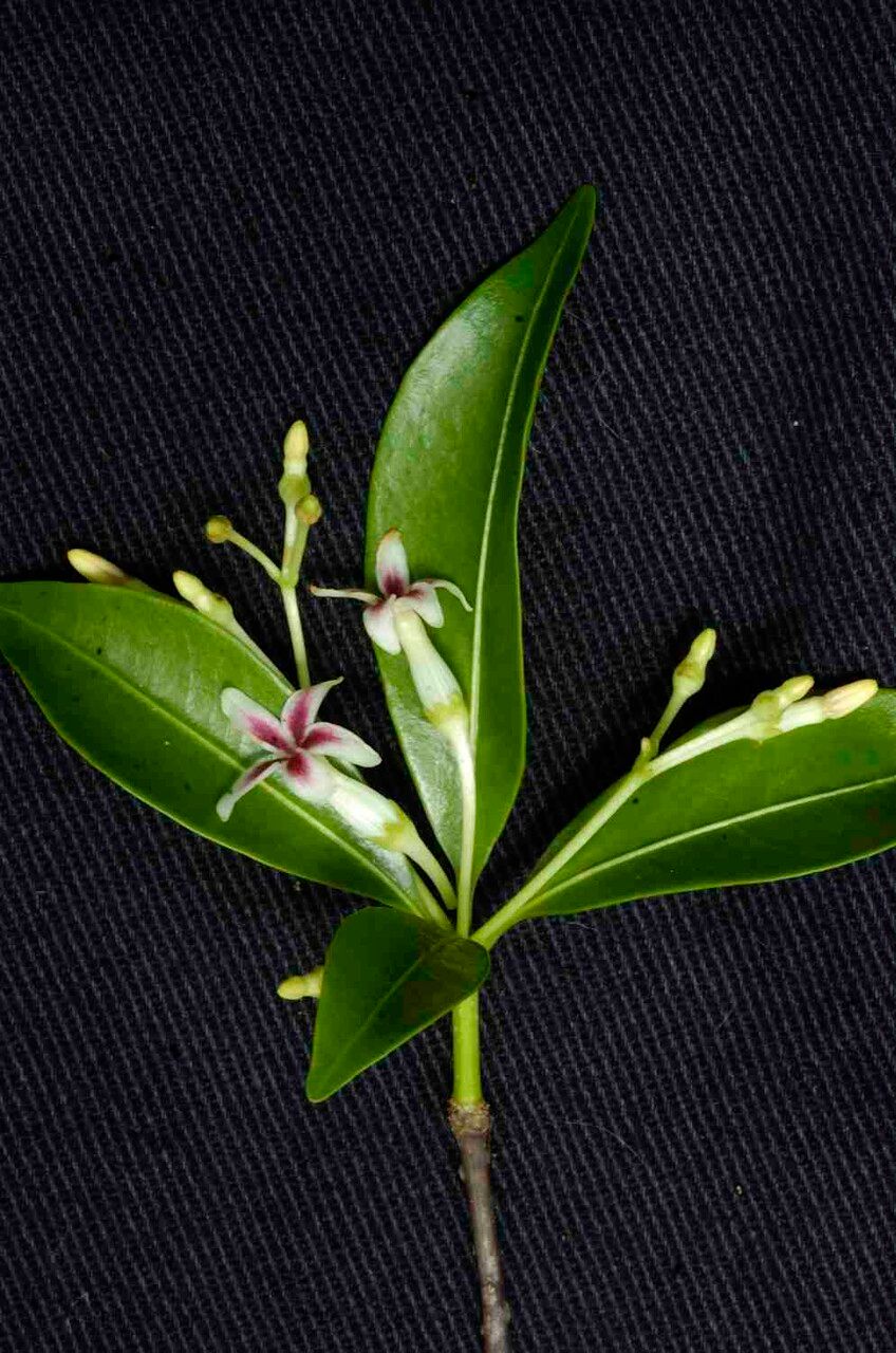 Rauvolfia capixabae leaf