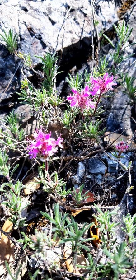 Thymus dolomiticus bark