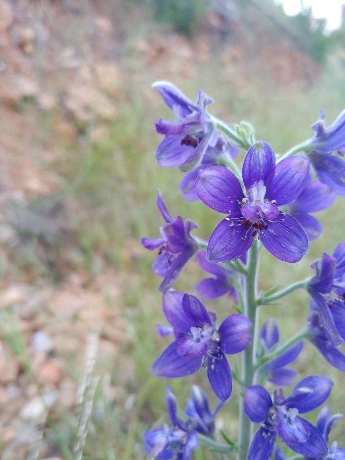 Staphisagria macrosperma fruit