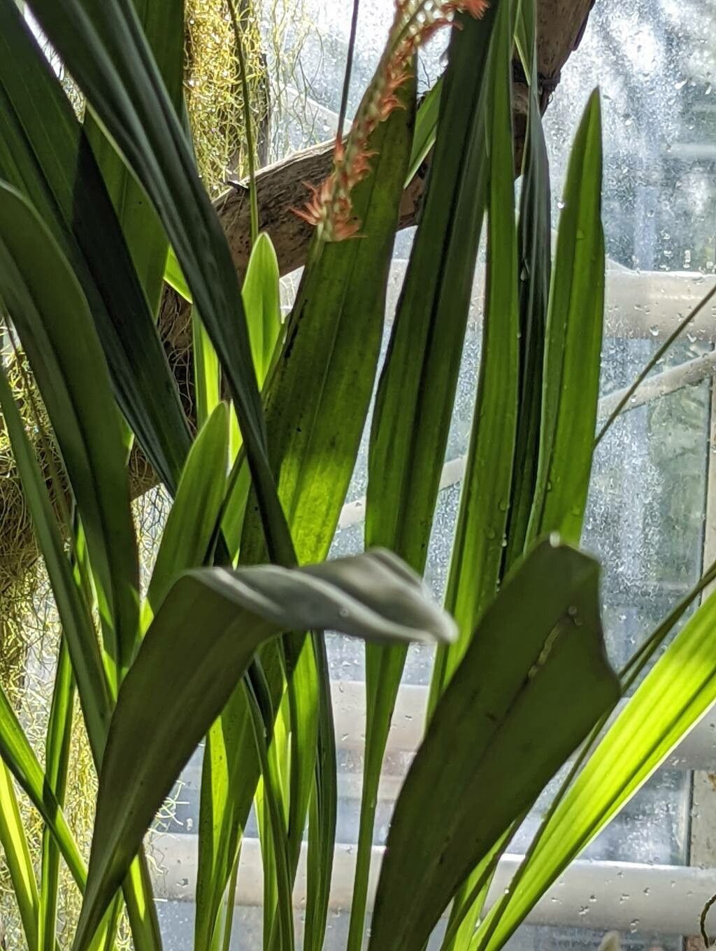 Dendrochilum kopfii — related species from the same genus