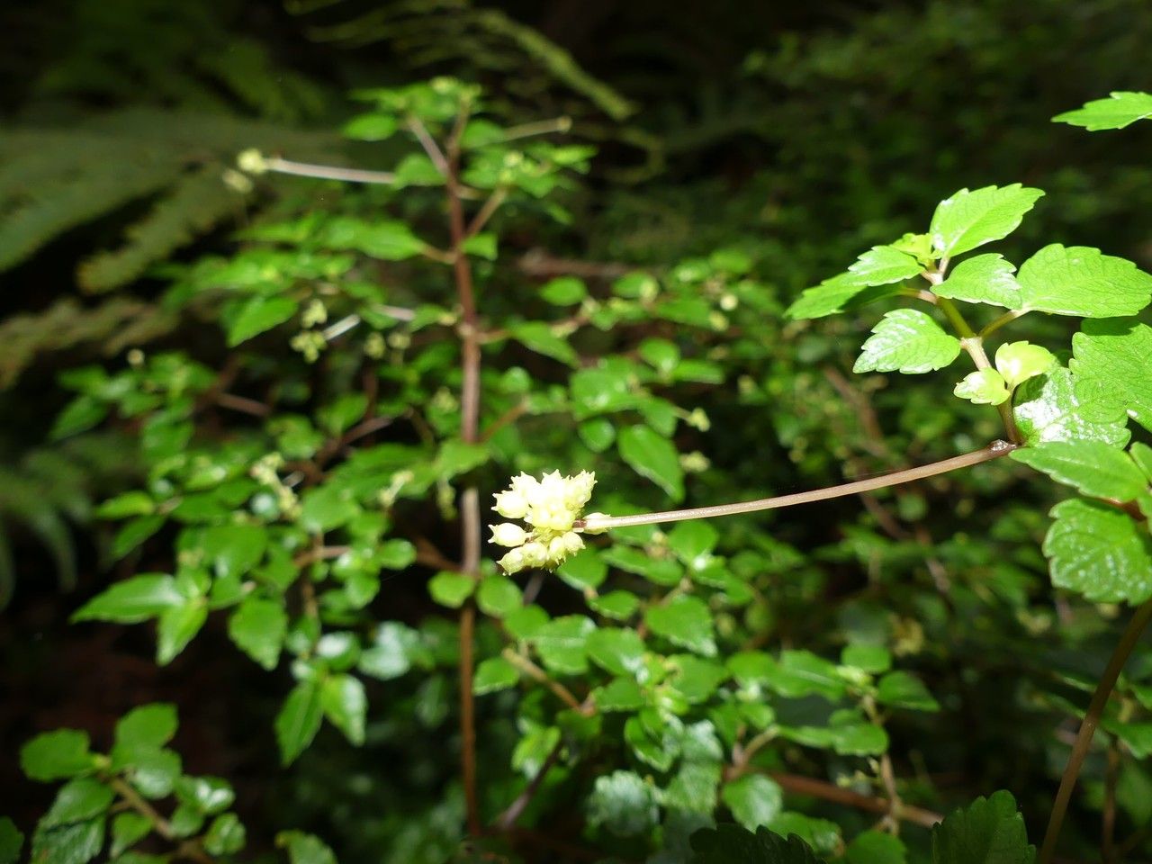 Pilea urticifolia fruit