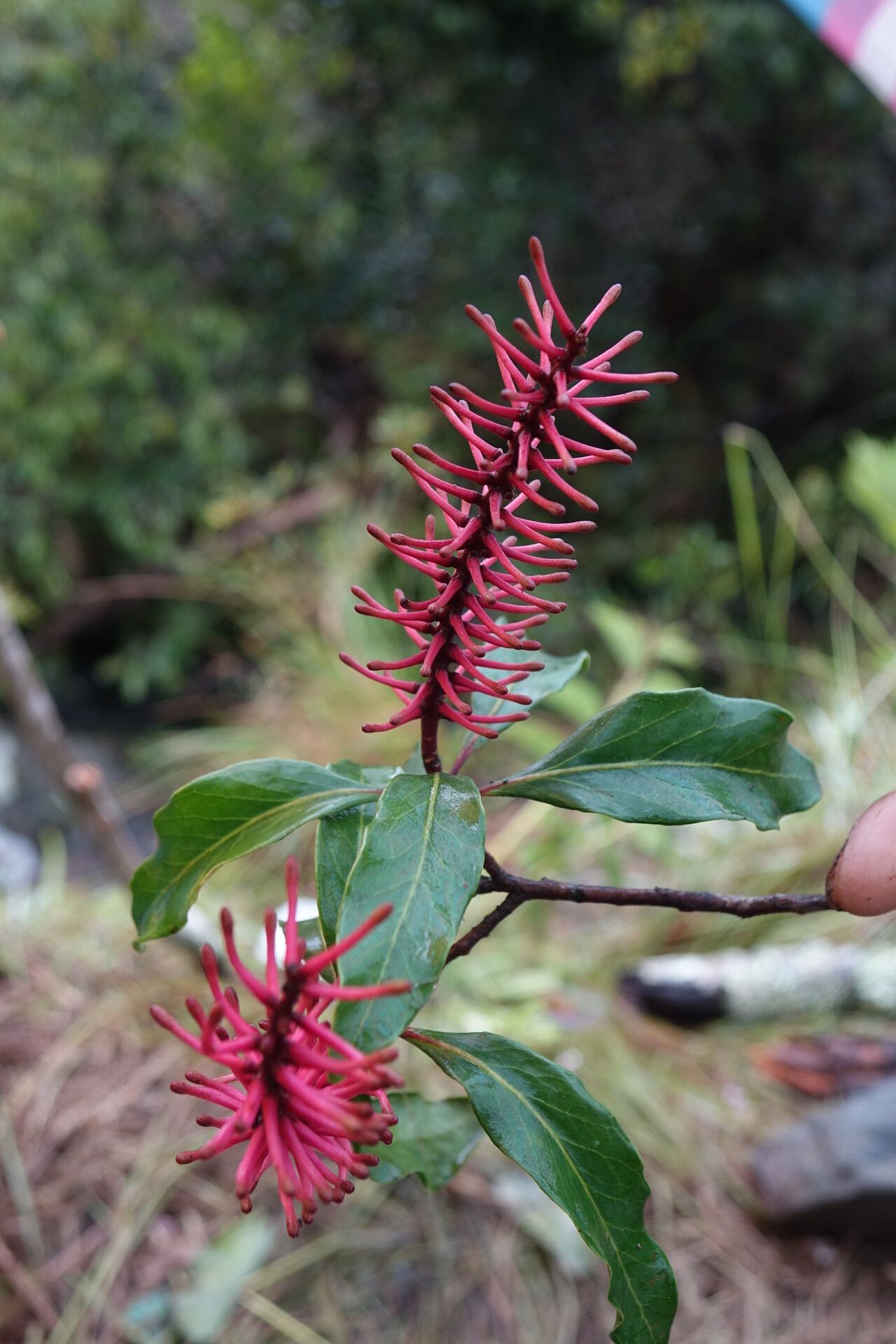 Faurea forficuliflora — related species from the same genus