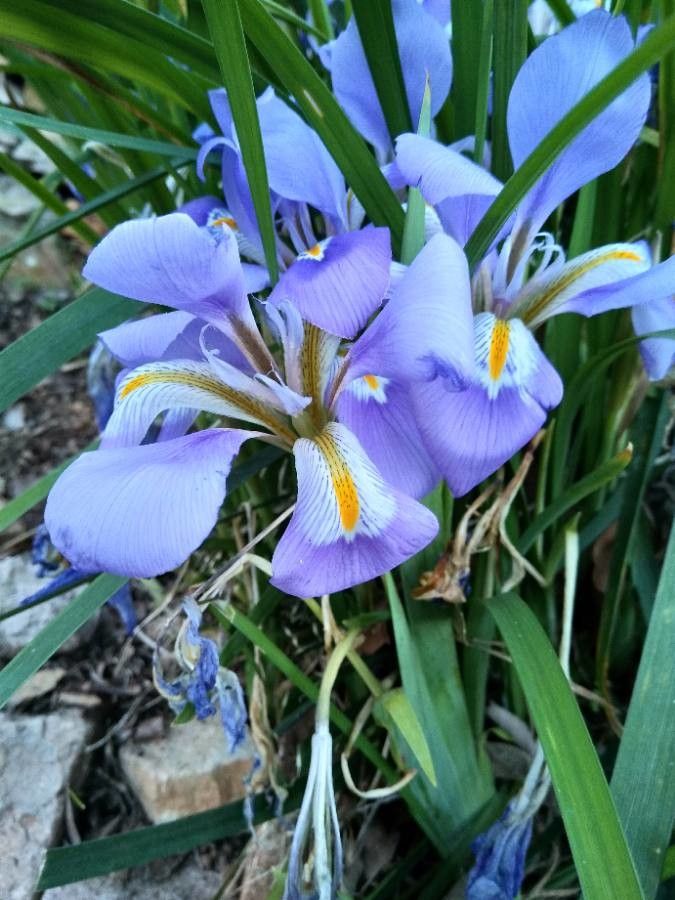 Iris unguicularis flower