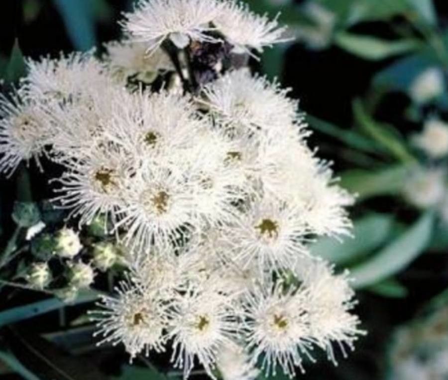 Angophora floribunda — related species from the same genus