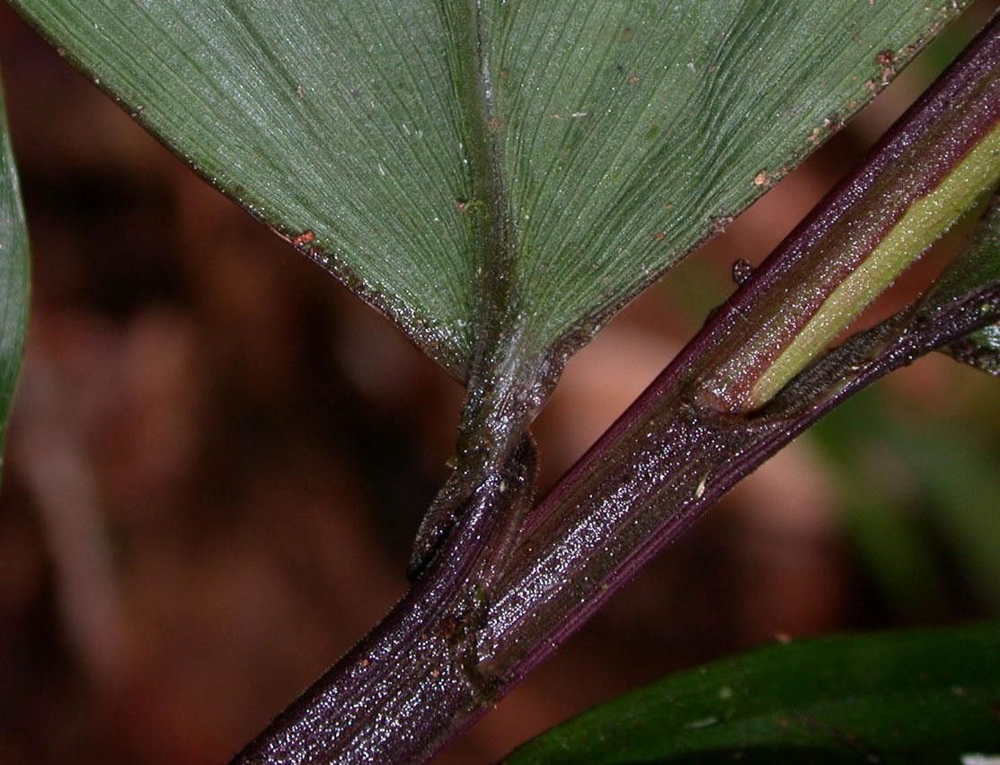 Pharus vittatus bark