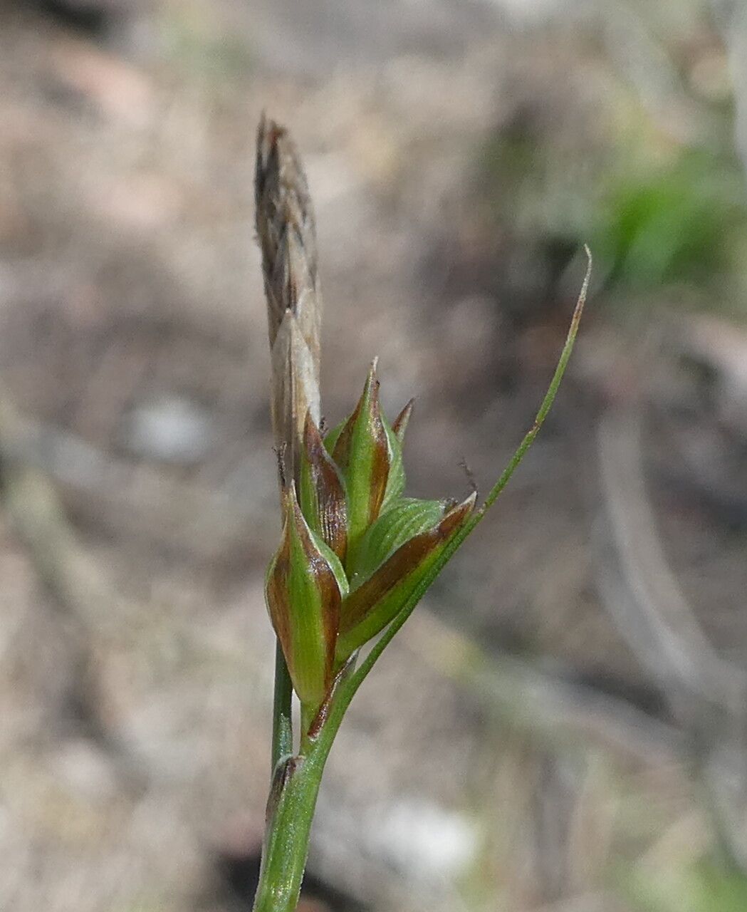 Carex distachya flower
