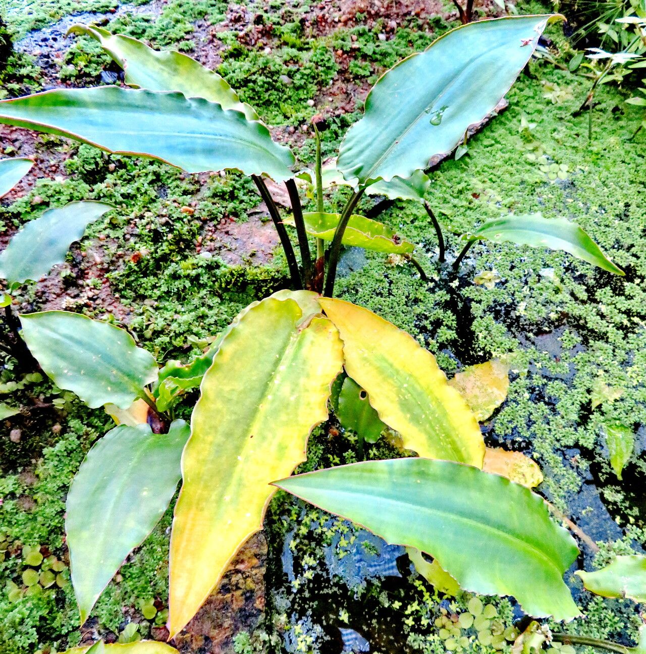 Cryptocoryne ciliata habit