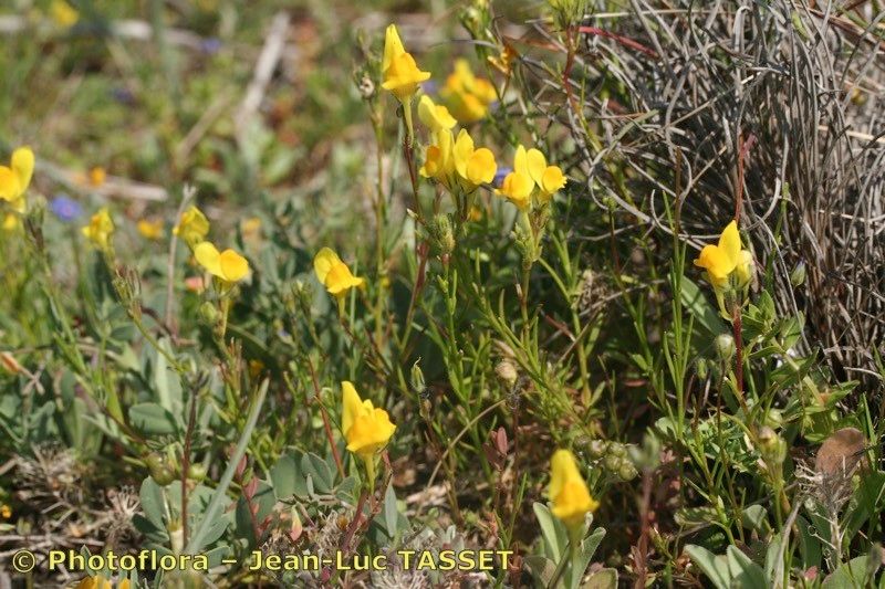 Linaria oligantha habit