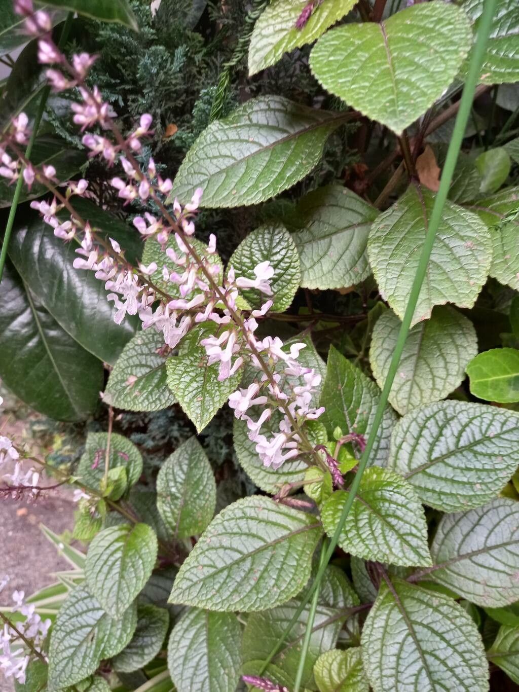 Plectranthus ciliatus flower